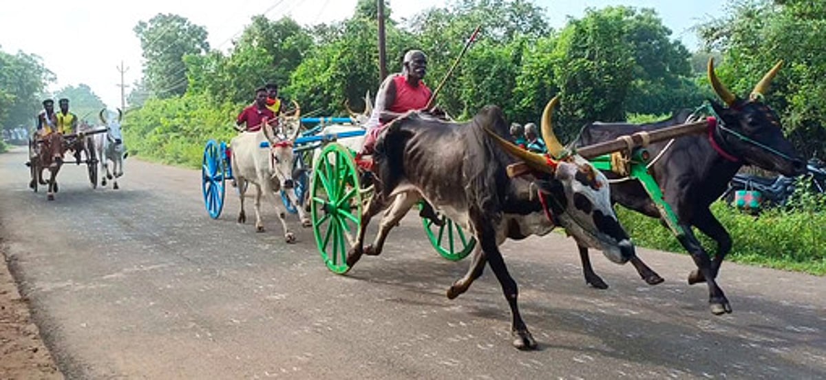 சிவகங்கையில் மாட்டுவண்டிப் பந்தயம்