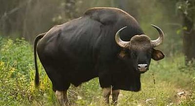 கொடைக்கானலில் அதிகரித்து வரும் காட்டுமாடுகளால் பொது மக்கள் அவதி