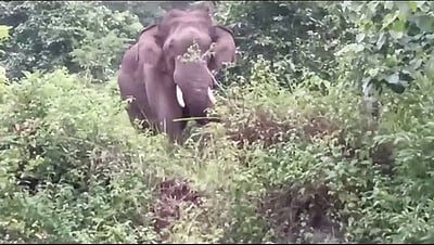 இடுக்கியில் காட்டு யானை தாக்கியதில் இளைஞர் பலி