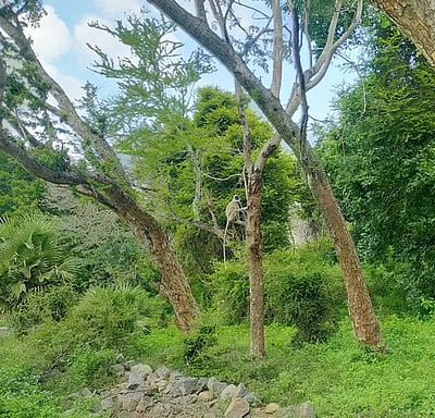 செஞ்சி அருகே வனப் பகுதிகளில் காணப்படும் சிங்கவால் குரங்குகள்
