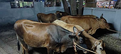 அரியலூரில் சாலையில் சுற்றித் திரிந்த மாடுகள்: உரிமையாளா்களுக்கு அபராதம் விதிப்பு