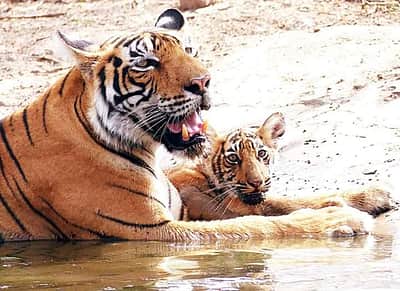 ரந்தம்பூர் பூங்காவில் 25 புலிகளைக் காணவில்லை!