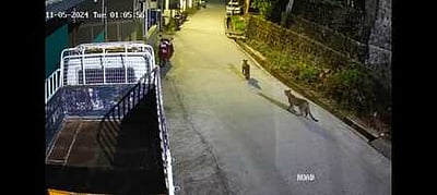 வால்பாறையில் குடியிருப்புப் பகுதியில் சிறுத்தை நடமாட்டம்