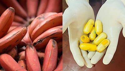 பழத்திற்குள் 13 டன் போதைப்பொருள்!