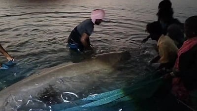மீனவர்கள் வலையில் சிக்கிய சுமார் 800 கிலோ எடைகொண்ட அரிய வகை கடல் பசு