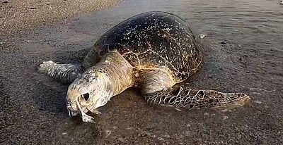 தூத்துக்குடி கடற்கரையில் இறந்து கரை ஒதுங்கிய ஆமை!