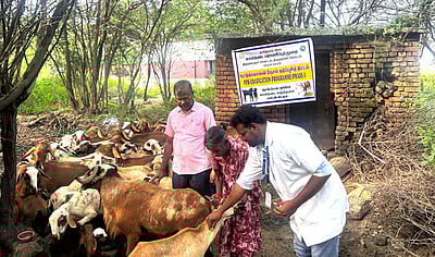 63,000 ஆடுகளுக்கு தடுப்பூசி போட இலக்கு: உதவி இயக்குநா் தகவல்