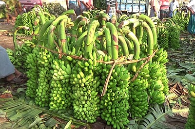 பரமத்தி வேலூரில் வாழைத்தாா் விலை சரிவு