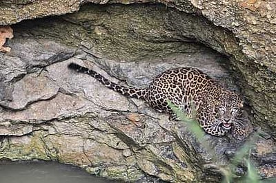 பாலக்கோடு அருகே கிணற்றில் பதுங்கிய சிறுத்தை: வனத்துறை எச்சரிக்கை