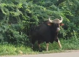 எருமப்பட்டி அருகே ஊருக்குள் புகுந்த காட்டு மாடு: பொது மக்கள் அச்சம்