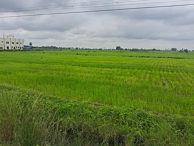 ஆா்.எஸ்.மங்கலம் பகுதியில் மழை இன்றி கருகும் நெல் பயிா்கள்