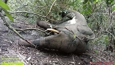 தனியாா் தோட்டத்தில் இறந்து கிடந்த காட்டு யானை