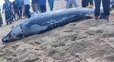 சென்னையில் இறந்த நிலையில் கரை ஒதுங்கிய டால்பின்!