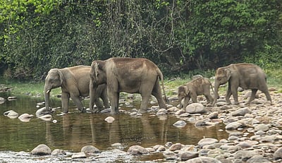 ஒடிசாவில் 40 யானைகள், 5 சிறுத்தைகள் பலி!