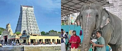 திருச்செந்தூர் கோயில் யானை மிதித்ததில் 2 பேர் பலி!