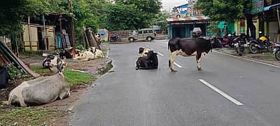 சாலைகளில் கால்நடைகள் திரிவதை கட்டுப்படுத்த வலியுறுத்தல்