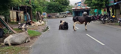 சாலைகளில் கால்நடைகள் திரிவதை கட்டுப்படுத்த வலியுறுத்தல்