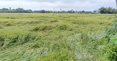 கனமழையால் வயலிலேயே  சாய்ந்த  குறுவை நெற்கதிா்
விவசாயிகளுக்கு இதுவரை இழப்பு ரூ.1 கோடி