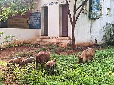 ஆலங்குளத்தில் பன்றிகள், நாய்கள் தொல்லை அதிகரிப்பு: மக்கள் அவதி