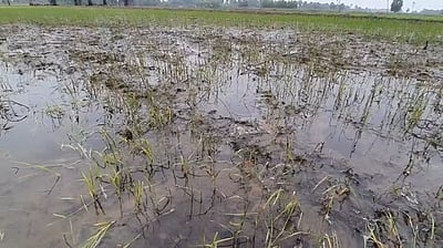 விளைநிலங்களில் புகுந்த கடல் நீா்; சம்பா பயிா்கள் சேதம்