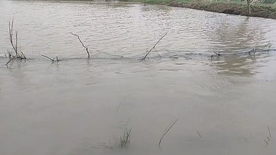 திருவாரூா் மாவட்டத்தில் 2,300 ஏக்கா் சம்பா நெற்பயிா்கள் நீரில் மூழ்கின