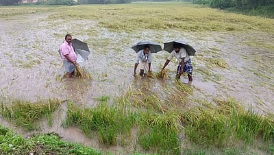 டெல்டாவில் தொடா் கனமழை: நீரில் மூழ்கிய சம்பா, தாளடி நெற்பயிா்கள்; குடியிருப்புகளை சூழ்ந்த மழை வெள்ளம்