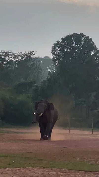 நெலாக்கோட்டையில் மைதானத்துக்குள் நுழைந்த காட்டு யானை