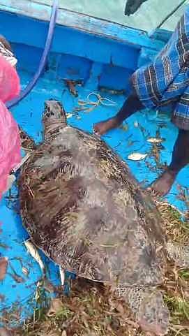 மீனவா் வலையில் சிக்கிய ராட்சத ஆமை மீட்பு