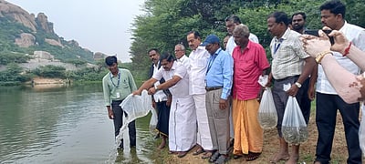 கரூா் மாவட்டத்தில் குளங்களில் 3 லட்சம் மீன் குஞ்சுகள் விடுவதற்கு ஏற்பாடு: எம்.எல்.ஏ. தகவல்