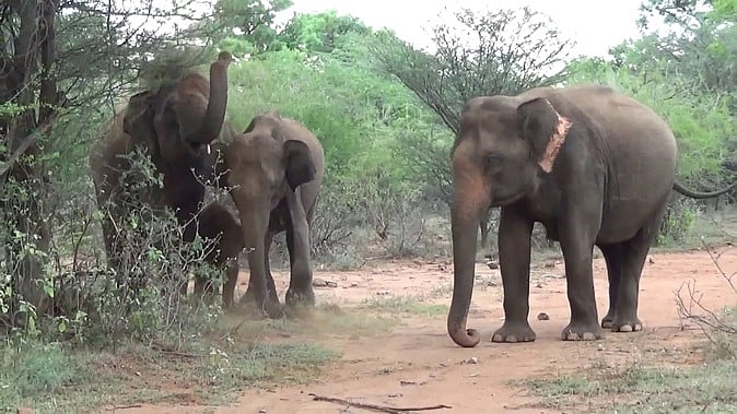 தெங்குமரஹாடா சாலையோரத்தில் முகாமிட்டுள்ள யானைகள்.