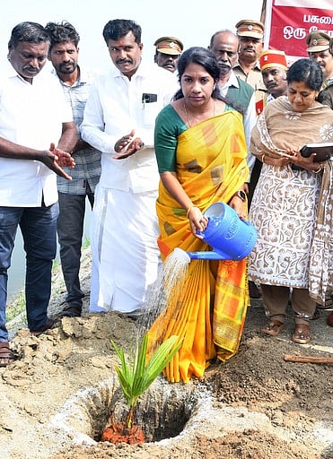 கிருஷ்ணகிரி மாவட்டத்தில் 
25 ஆயிரம் பனை விதைகளை 
நடவு செய்யும் பணி தொடக்கம்