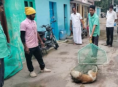 அவிநாசியில் தெருநாய்கள் பிடிக்கும் பணி தீவிரம்