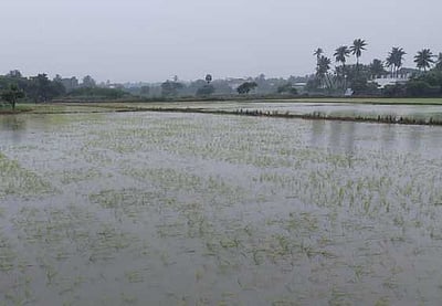 கும்பகோணம் பகுதியில்  2 -ஆம் நாளாக மழை: இயல்பு வாழ்க்கை பாதிப்பு