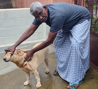 வி.கே.புரம் அருகே வளா்ப்பு நாயை தாக்கிய சிறுத்தை