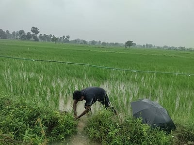 தொடரும் மழை: நீரை வடியவைக்கும் முயற்சியில் விவசாயிகள்