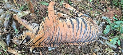 கூடலூா் அருகே சுருக்குக் கம்பியில் சிக்கி புலி உயிரிழப்பு