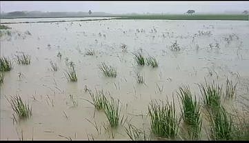 அறந்தாங்கி பகுதிகளில் நெல் வயல்களில் மழைநீா் தேங்கியது