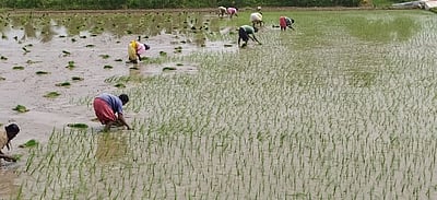 கீழப்பாவூா் பகுதிகளில் நெல் நாற்று நடும் பணிகள் தீவிரம்