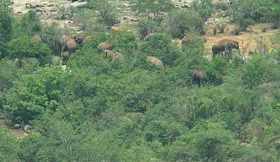 சானமாவு வனப் பகுதியில் 40 யானைகள் முகாம்