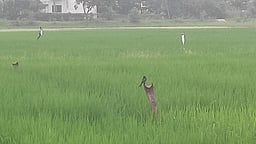 உவா்மண் பாதிப்படைந்த பகுதிகளில் நெல் சாகுபடிக்கான பயிற்சி