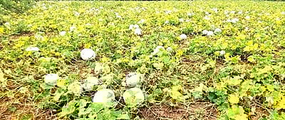 பெரம்பலூா் மாவட்டத்தில்
கூடுதல் மகசூல் கிடைத்தும் விலையில்லை: பூசணி விவசாயிகள் கவலை