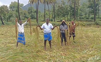 தொடா் மழையால் நீரில் மூழ்கி சேதமடைந்த நெற்பயிா்