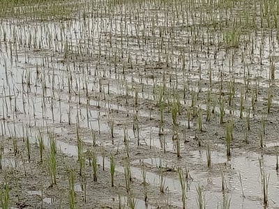 மழை நீா் வடியச் செய்யும் பணியில் விவசாயிகள் தீவிரம்