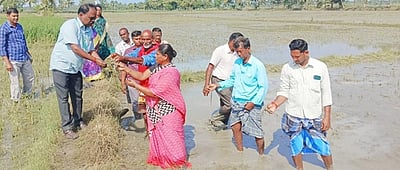 பாதிக்கப்பட்ட விளைநிலங்களில் வேளாண் துறையினா் ஆய்வு