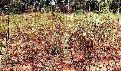 வாழப்பாடியில் தக்காளி விலை உயா்வு: கிலோ ரூ.120-க்கு விற்பனை