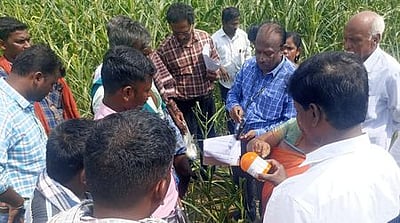 மக்காச்சோளம் சாகுபடியில் படைப்புழு தாக்குதல்: வேளாண் துறையினா் ஆய்வு