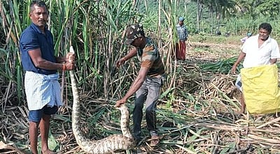 கரும்பு வயலில் பதுங்கிய 7 அடி நீள மலைப்பாம்பு மீட்பு