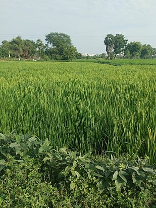 மேலூா் பகுதிகளில் கதிா் விடும் நிலையை அடைந்த நெல் பயிா்கள்