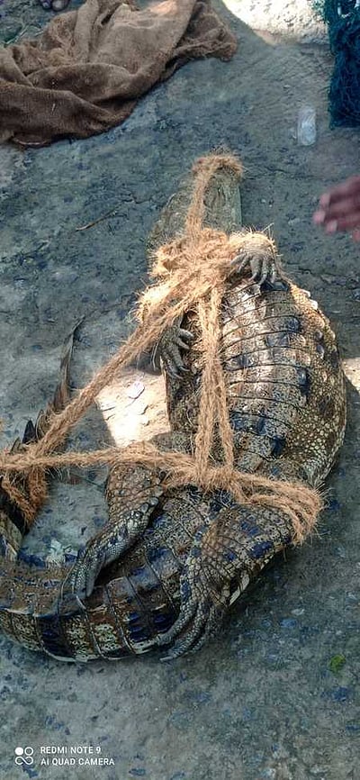 கோயில் குளத்தில் புகுந்த முதலை!