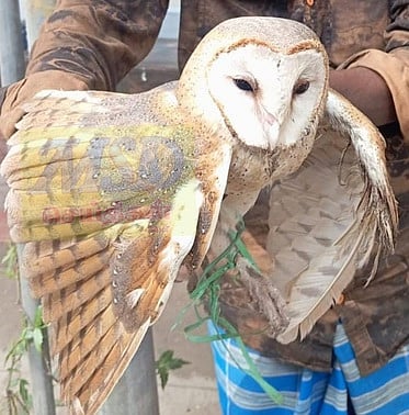 திண்டுக்கல்லில் அபூா்வ ஆந்தை மீட்பு